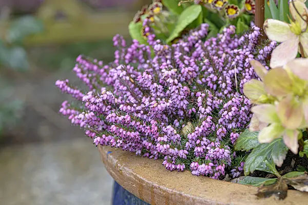 607043 - Winter heather (Erica carnea 'Winter Beauty' syn. Erica herbacea 'Winter Beauty')