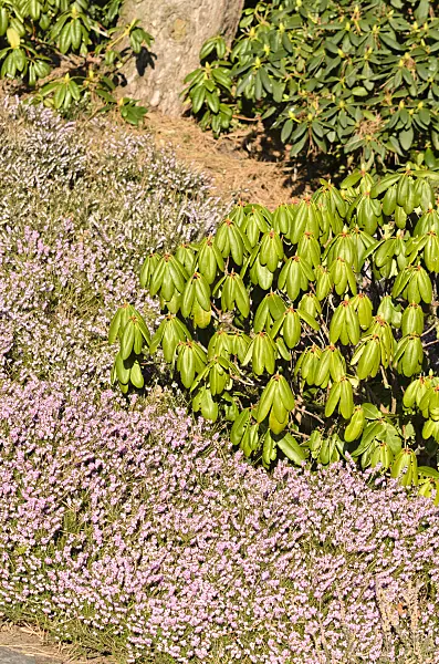 529097 - Winter heather (Erica carnea 'Winter Beauty' syn. Erica herbacea 'Winter Beauty') and rhododendron (Rhododendron)