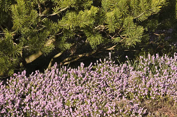 529095 - Winter heather (Erica carnea 'Winter Beauty' syn. Erica herbacea 'Winter Beauty') and Scots pine (Pinus sylvestris 'Aurea')