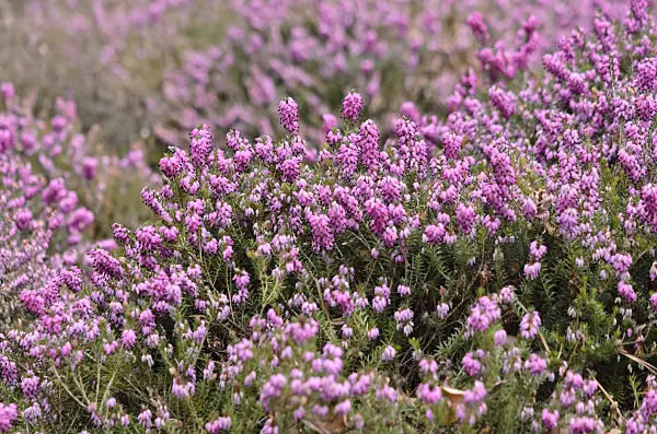 529153 - Winter heather (Erica carnea 'Winter Rubin' syn. Erica herbacea 'Winter Rubin')