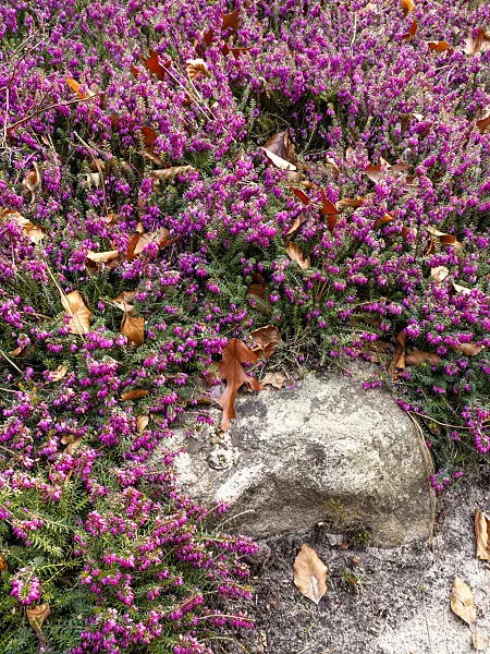 446023 - Winter heather (Erica carnea 'Winterfreude' syn. Erica herbacea 'Winterfreude')