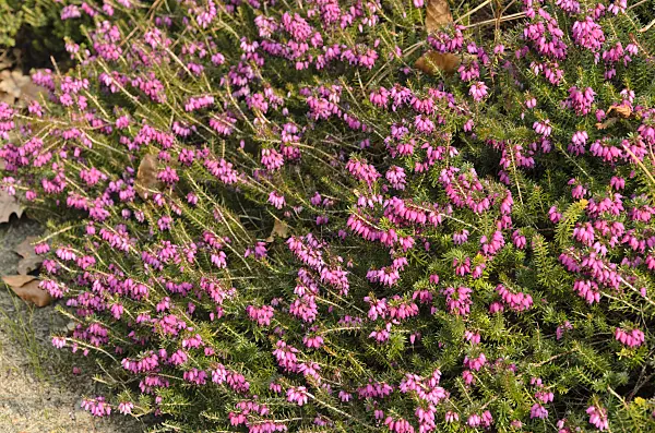 494144 - Winter heather (Erica carnea 'Winterfreude' syn. Erica herbacea 'Winterfreude')