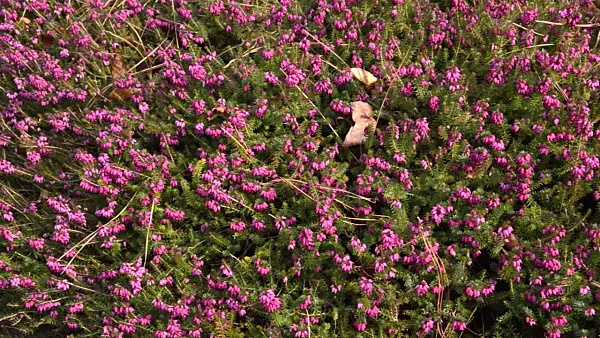494150 - Winter heather (Erica carnea 'Winterfreude' syn. Erica herbacea 'Winterfreude')