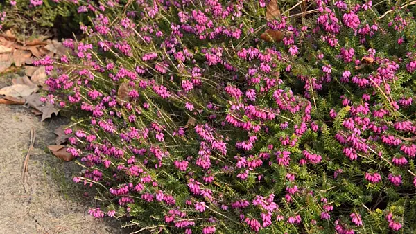 494152 - Winter heather (Erica carnea 'Winterfreude' syn. Erica herbacea 'Winterfreude')