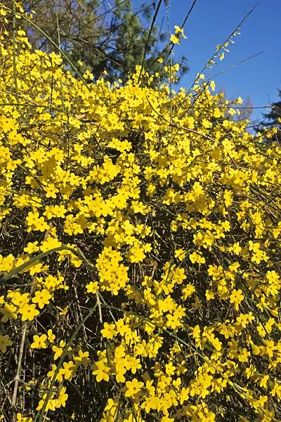 387018 - Winter jasmine (Jasminum nudiflorum)