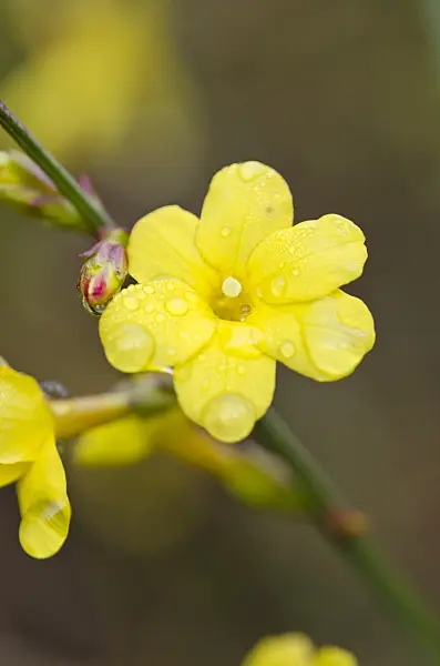 528022 - Winter jasmine (Jasminum nudiflorum)