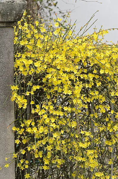 566002 - Winter jasmine (Jasminum nudiflorum)
