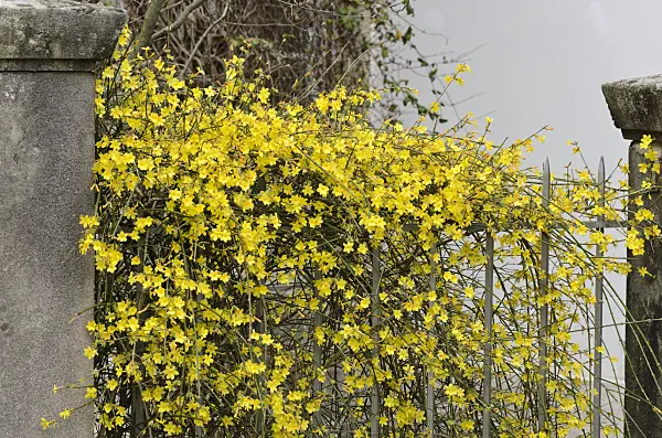 566003 - Winter jasmine (Jasminum nudiflorum)