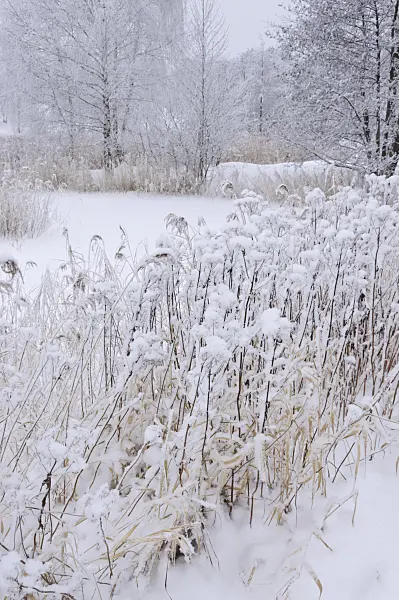 491079 - Winter landscape