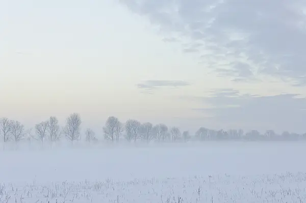 491060 - Winter landscape at dusk