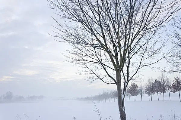 491061 - Winter landscape at dusk