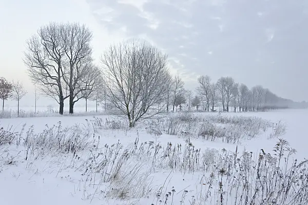 491062 - Winter landscape at dusk