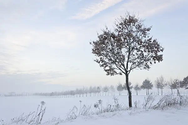 491063 - Winter landscape at dusk