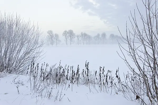 491064 - Winter landscape at dusk
