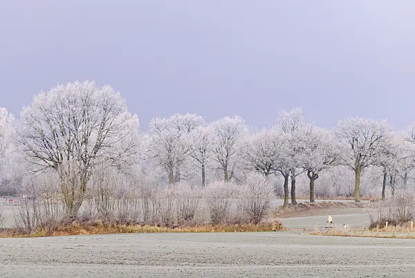 479048 - Winter landscape with hoar frost