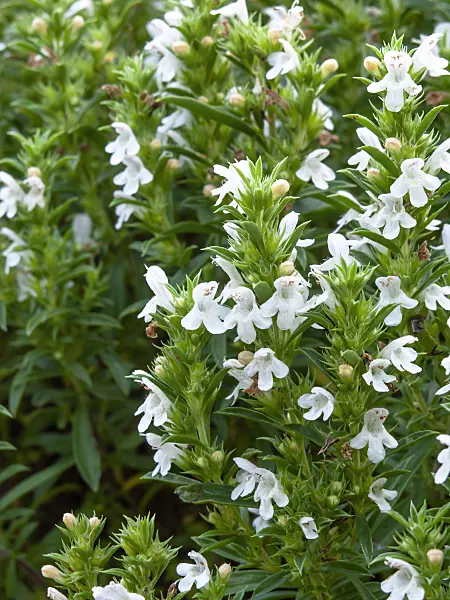 462202 - Winter savory (Satureja montana)