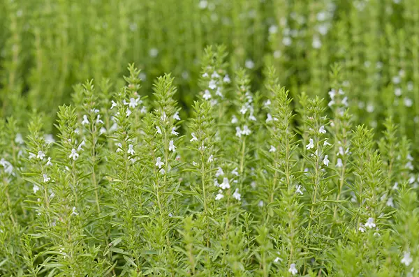 534200 - Winter savory (Satureja montana)