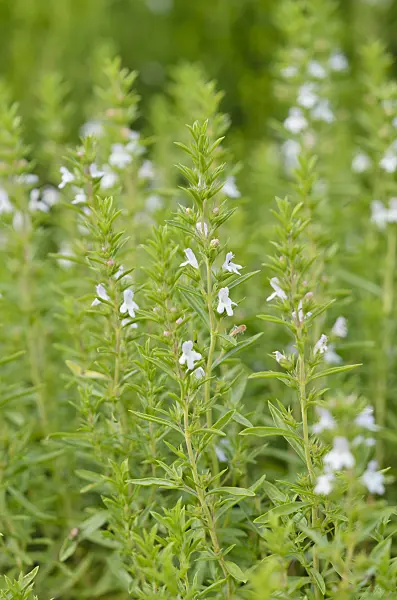 534201 - Winter savory (Satureja montana)