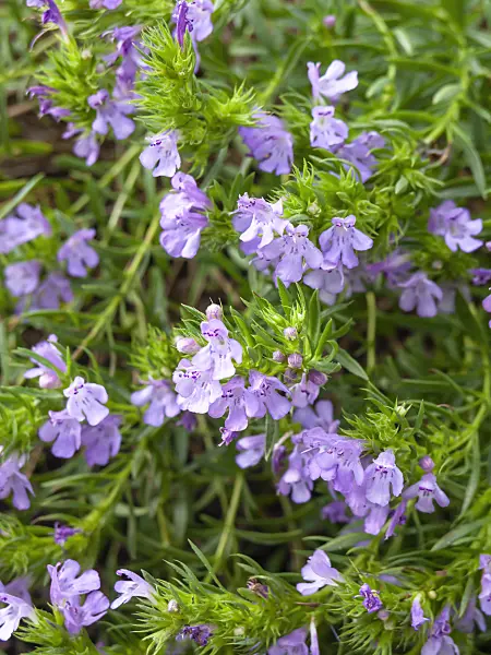 428230 - Winter savory (Satureja montana subsp. illyrica syn. Satureja subspicata)