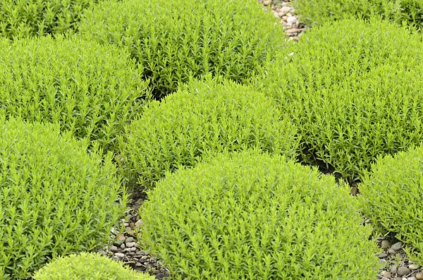 521273 - Winter savory (Satureja montana subsp. illyrica syn. Satureja subspicata)