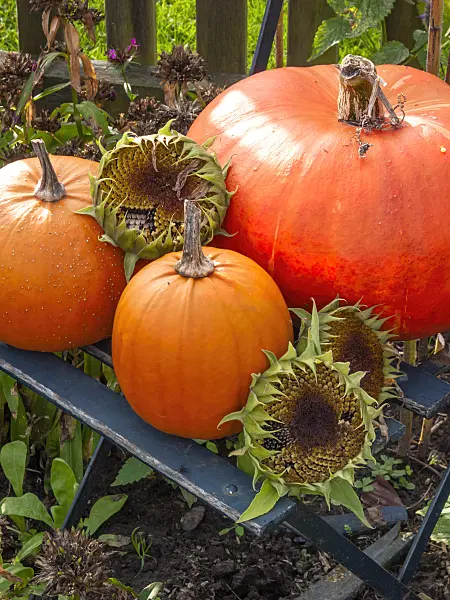418016 - Winter squash (Cucurbita maxima) and common sunflower (Helianthus annuus)