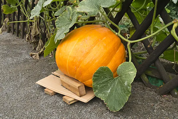 536200 - Winter squash (Cucurbita maxima) at a garden fence