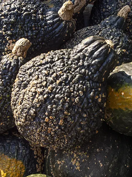 429162 - Winter squash (Cucurbita maxima 'Blue Hubbard')