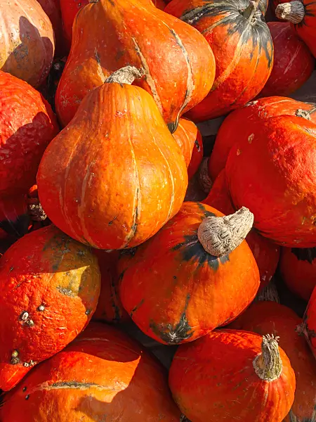 429152 - Winter squash (Cucurbita maxima 'Lakota')