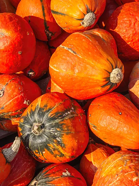 429153 - Winter squash (Cucurbita maxima 'Lakota')