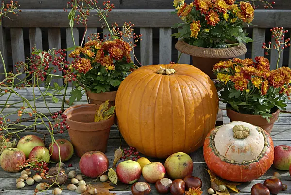 460019 - Winter squash (Cucurbita maxima), orchard apple (Malus x domestica), common horse chestnut (Aesculus hippocastanum) and chrysanthemum (Chrysanthemum)