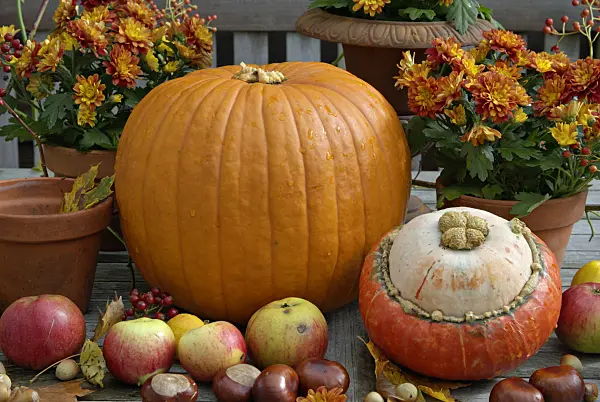 460020 - Winter squash (Cucurbita maxima), orchard apple (Malus x domestica), common horse chestnut (Aesculus hippocastanum) and chrysanthemum (Chrysanthemum)