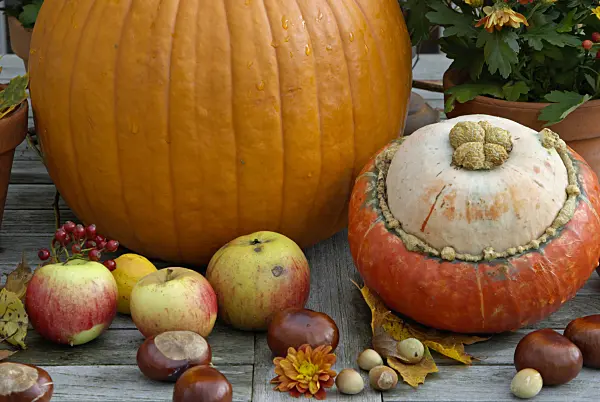 460021 - Winter squash (Cucurbita maxima), orchard apple (Malus x domestica), common horse chestnut (Aesculus hippocastanum), common hazel (Corylus avellana) and chrysanthemum (Chrysanthemum)