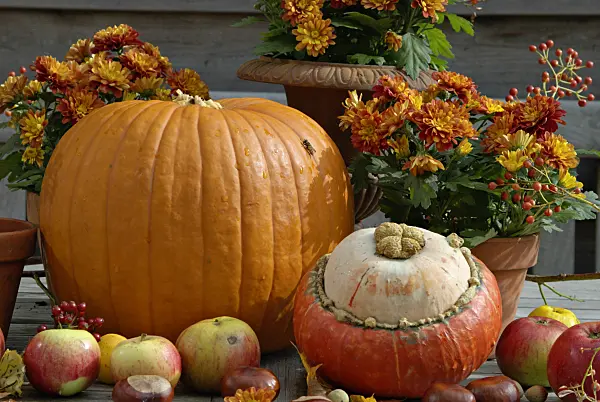 460023 - Winter squash (Cucurbita maxima), orchard apple (Malus x domestica), common horse chestnut (Aesculus hippocastanum) and chrysanthemum (Chrysanthemum)