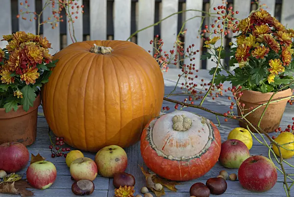 460027 - Winter squash (Cucurbita maxima), orchard apple (Malus x domestica), multiflora rose (Rosa multiflora), chrysanthemum (Chrysanthemum) and common horse chestnut (Aesculus hippocastanum)