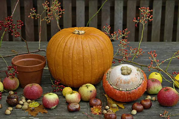 460026 - Winter squash (Cucurbita maxima), orchard apple (Malus x domestica), multiflora rose (Rosa multiflora) and common horse chestnut (Aesculus hippocastanum)