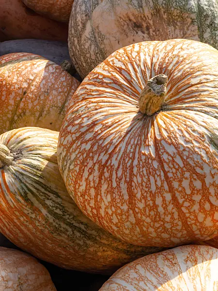 429156 - Winter squash (Cucurbita maxima 'Petita')
