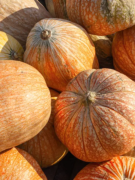 429157 - Winter squash (Cucurbita maxima 'Petita')