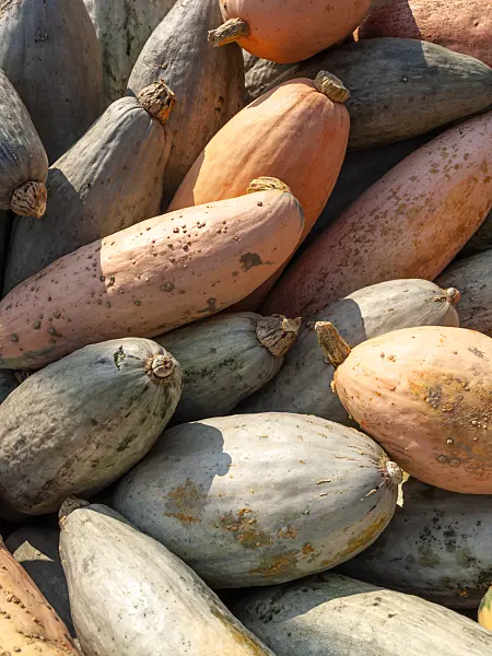 429163 - Winter squash (Cucurbita maxima 'Pink Jumbo Banana')