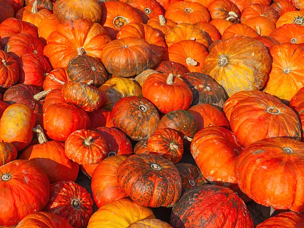429147 - Winter squash (Cucurbita maxima 'Rouge Vif d'Etampes')