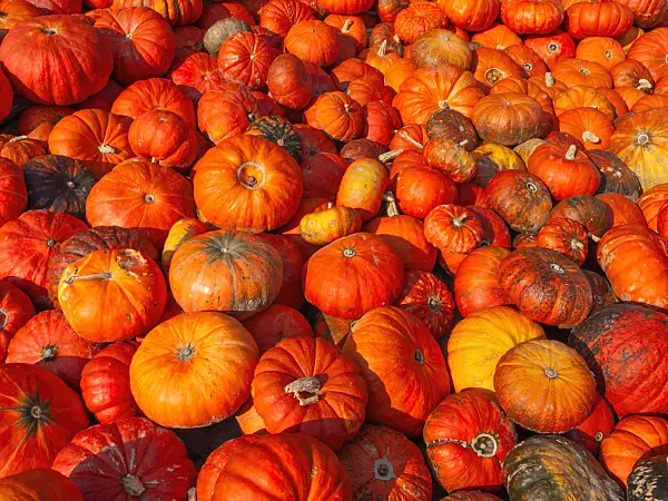 429148 - Winter squash (Cucurbita maxima 'Rouge Vif d'Etampes')