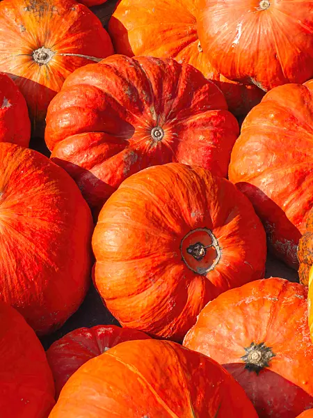 429150 - Winter squash (Cucurbita maxima 'Rouge Vif d'Etampes')