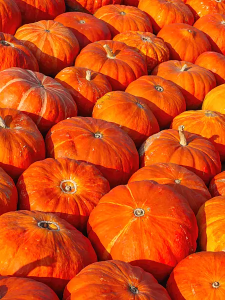 429172 - Winter squash (Cucurbita maxima 'Rouge Vif d'Etampes')