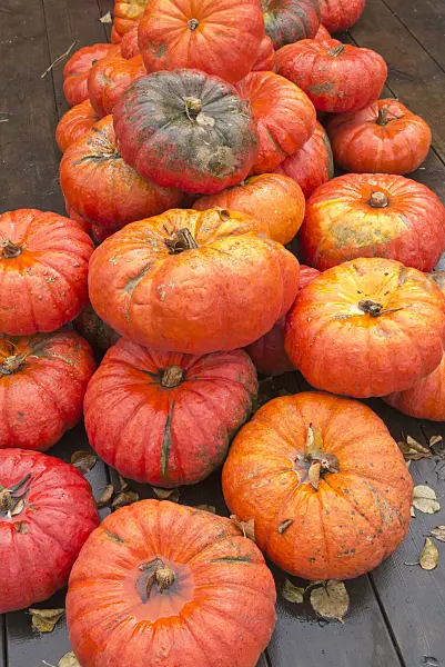 561091 - Winter squash (Cucurbita maxima 'Rouge Vif d'Etampes')