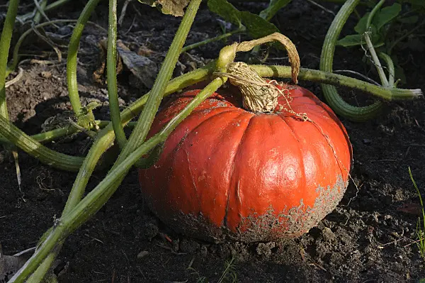 476150 - Winter squash (Cucurbita pepo)