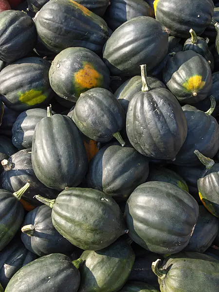 429164 - Winter squash (Cucurbita pepo 'Acorn')