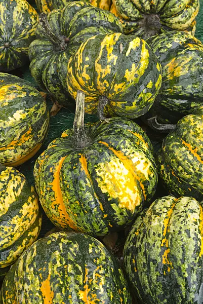 561092 - Winter squash (Cucurbita pepo 'Carnival')