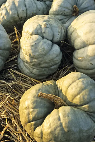 383083 - Winter squash (Cucurbita pepo 'Tristar')