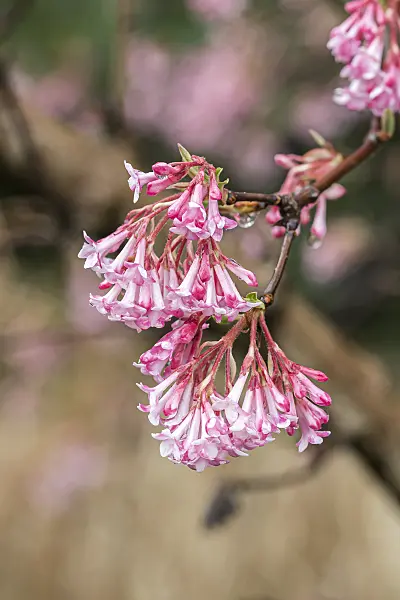 651567 - Winter viburnum (Viburnum x bodnantense 'Charles Lamont')