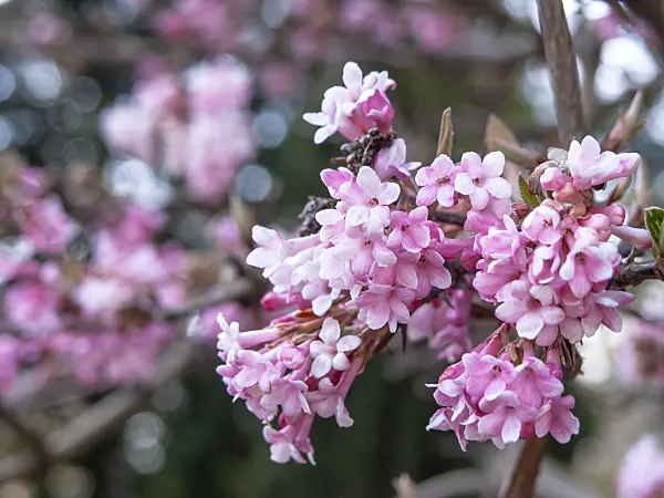 436097 - Winter viburnum (Viburnum x bodnantense 'Dawn')