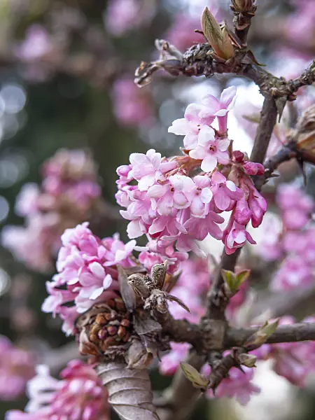 436098 - Winter viburnum (Viburnum x bodnantense 'Dawn')